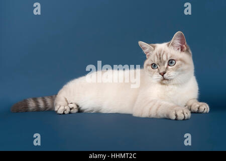 British Shorthair cat Stock Photo