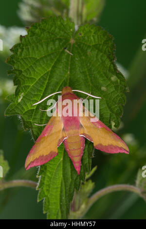 Kleiner Weinschwärmer, Deilephila porcellus, Pergesa porcellus, small elephant hawkmoth, Schwärmer, Sphingidae, hawkmoths, hawk moths, sphinx moths, s Stock Photo