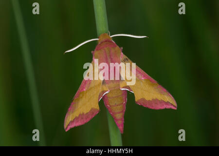 Kleiner Weinschwärmer, Deilephila porcellus, Pergesa porcellus, small elephant hawkmoth, Schwärmer, Sphingidae, hawkmoths, hawk moths, sphinx moths, s Stock Photo