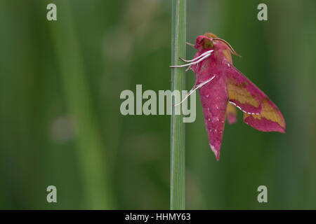 Kleiner Weinschwärmer, Deilephila porcellus, Pergesa porcellus, small elephant hawkmoth, Schwärmer, Sphingidae, hawkmoths, hawk moths, sphinx moths, s Stock Photo