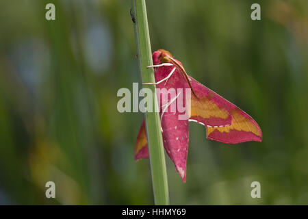 Kleiner Weinschwärmer, Deilephila porcellus, Pergesa porcellus, small elephant hawkmoth, Schwärmer, Sphingidae, hawkmoths, hawk moths, sphinx moths, s Stock Photo