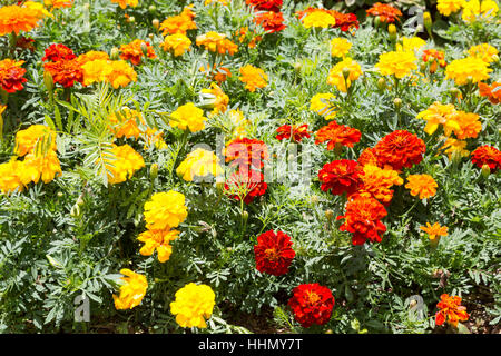 French marigold (Tagetes patula), full of flowers in garden, Campos do Jordao, State of Sao Paulo, Brazil Stock Photo