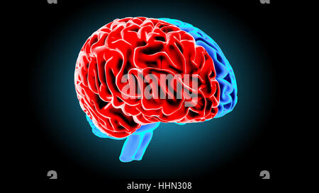 Human brain 3D render Stock Photo