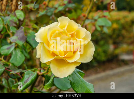 Yellow rose bloom with leaves and a blurred background. Close up shot of the rose in full bloom.