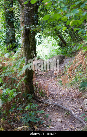 Path through a French woodland in late summer. Stock Photo