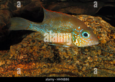 Mexican gold cichlid (Thorichthys aureus) - female Stock Photo