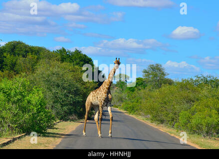 Giraffe with oxpecker birds on its neck who feed on the giraffe''s ticks ,crossing the road near Satara Rest camp in Kruger park Stock Photo