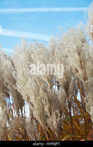 Miscanthus sinensis 'malepartus'. Chinese silver grass in autumn against a blue sky Stock Photo