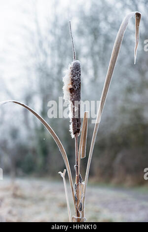 Typha latifolia. Bulrush covered in hoar frost in winter Stock Photo