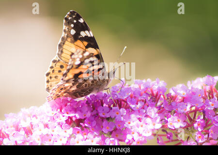 Painted Lady Butterfly (Vanessa cardui) on the blossoms of a buddleia Stock Photo