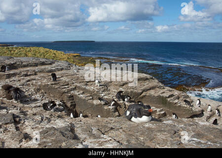 Rockhopper Penguins (Eudyptes chrysocome) on the cliffs of Bleaker Island in the Falkland Islands Stock Photo