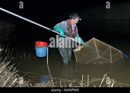 Anna Carey fishing under license for young European eel (Anguilla anguilla) elvers, or glass eels, River Parrett, Somerset, UK Stock Photo