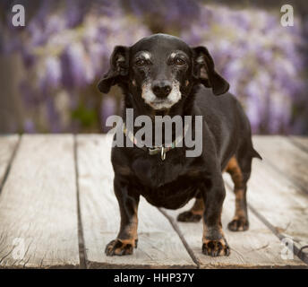 Small senior mini full body dachshund wiener dog stands on wooden deck with lavender wisteria vines blurred in the background. Stock Photo