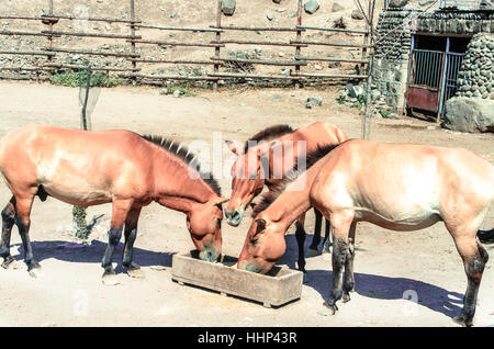 Wild breed golden brown horse,eat from a wooden trough in the open corral Stock Photo