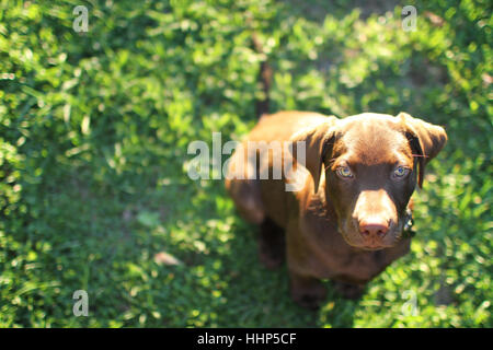 A chocolate Lab with his beautiful eyes, staring into the camera posing. Stock Photo