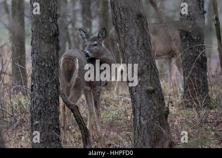 White-tailed deer doe Stock Photo