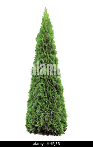 Thuja occidentalis 'Smaragd', Warm Green American Arborvitae Occidental Smaragd Wintergreen Conical, Isolated Vertical Closeup Stock Photo