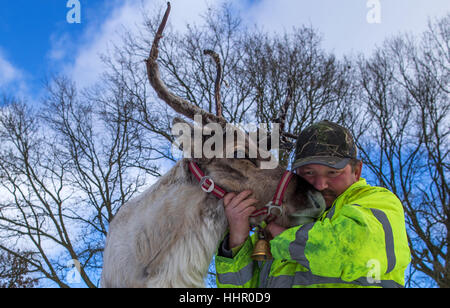 Reindeer breeder Andreas Hoffmann pets the reindeer 'Lars' in one of the enclosures at their reindeer farm in Strasen near Wesenberg, Germany, 16 January 2017. The reindeer in the Mecklenburg Lake District feel almost at home in Lapland with the current winter weather. Since 2009 the deer, which are used to extreme cold and are actually home to the tundra, are being bred professionally. Over the next years the herd will grow from 30 to 50 animals, and then reindeer meat sausages will be produced that are to be sold in the farm store. Photo: Jens Büttner/dpa-Zentralbild/dpa Stock Photo