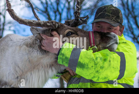 Reindeer breeder Andreas Hoffmann pets the reindeer 'Lars' in one of the enclosures at their reindeer farm in Strasen near Wesenberg, Germany, 16 January 2017. The reindeer in the Mecklenburg Lake District feel almost at home in Lapland with the current winter weather. Since 2009 the deer, which are used to extreme cold and are actually home to the tundra, are being bred professionally. Over the next years the herd will grow from 30 to 50 animals, and then reindeer meat sausages will be produced that are to be sold in the farm store. Photo: Jens Büttner/dpa-Zentralbild/dpa Stock Photo