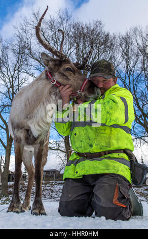 Reindeer breeder Andreas Hoffmann pets the reindeer 'Lars' in one of the enclosures at their reindeer farm in Strasen near Wesenberg, Germany, 16 January 2017. The reindeer in the Mecklenburg Lake District feel almost at home in Lapland with the current winter weather. Since 2009 the deer, which are used to extreme cold and are actually home to the tundra, are being bred professionally. Over the next years the herd will grow from 30 to 50 animals, and then reindeer meat sausages will be produced that are to be sold in the farm store. Photo: Jens Büttner/dpa-Zentralbild/dpa Stock Photo