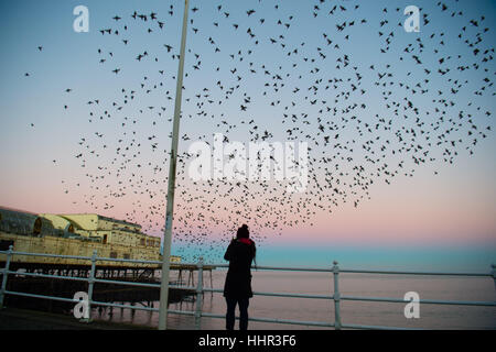 Aberystwyth Wales UK, Friday 20 January 2017 UK Weather: At first light on a cold a crisp January morning, a keen birdwatcher photographs as the thousands of tiny starlings burst out from their overnight roost under Aberystwyth pier to return to their feeding grounds in the fields and marshes in Ceredigion in west Wales, UK Although seemingly plentiful in Aberystwyth, the birds are in the Royal Society for the Protection of Bird's ‘red list' of at risk species, with their numbers across the UK declining by over 60% since the 1970's photo Credit: Keith Morris/Alamy Live News Stock Photo
