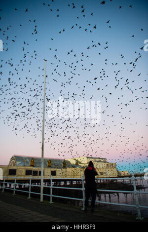 Aberystwyth Wales UK, Friday 20 January 2017 UK Weather: At first light on a cold a crisp January morning, a keen birdwatcher photographs as the thousands of tiny starlings burst out from their overnight roost under Aberystwyth pier to return to their feeding grounds in the fields and marshes in Ceredigion in west Wales, UK Although seemingly plentiful in Aberystwyth, the birds are in the Royal Society for the Protection of Bird's ‘red list' of at risk species, with their numbers across the UK declining by over 60% since the 1970's photo Credit: Keith Morris/Alamy Live News Stock Photo