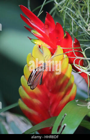 Glasswing greta oto butterfly rests on an exotic plant in the heat of the tropical glasshouse at Wisley Gardens in Surrey. Stock Photo