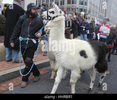 Washington, USA. 20th January, 2017. A protester brings llamas through the streets on the day of the inauguration of Donald J Trump as President of the United States. Credit: Susan Pease/Alamy Live News Stock Photo