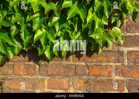 Leaves on old brick wall. Stock Photo