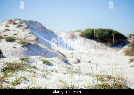 Beautiful white sand dunes in the background with the focus on tall sea oats in the foreground. Stock Photo