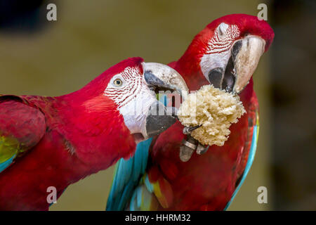 Scarlet macaw birds share food at a bird sanctuary in India. Closeup portrait shot of the macaw birds. Stock Photo