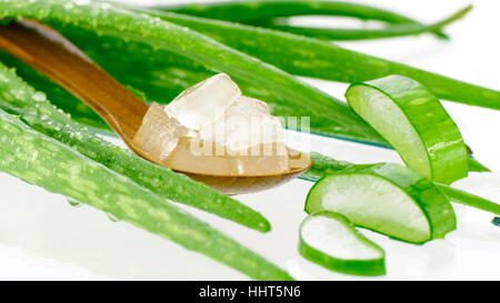 Spoonful of aloe vera gel cut in cube. Aloe Vera Gel in Wooden Spoon with Aloe Vera Leaves on White Background. Stock Photo