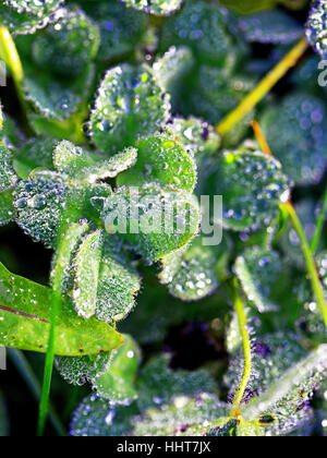 Rain water globules on hairy leaves Stock Photo