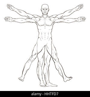 Vitruvian man style human figure like Leonard Da Vinci s  anatomy illustration Stock Photo