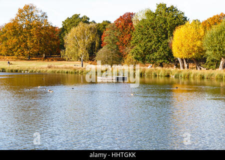 Autumn scene in Richmond Park, London Stock Photo