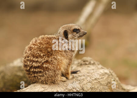 Meerkat or suricate pup latin name Suricata suricatta part of the Herpestidae or mongoose family indigenous to Southern Africa side profile with shall Stock Photo