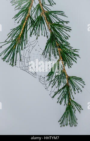 Morning dew drops on a spider web on a pine branch Stock Photo