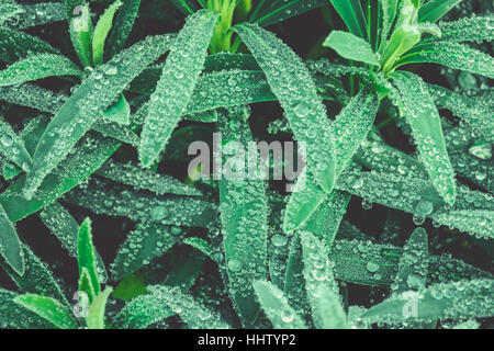 Multiple macro water drops on a green leaf bushes on a winter morning Stock Photo