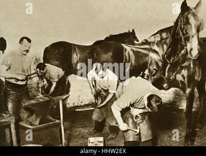 Blacksmiths shoeing work horses at the stables for the horse-powered omnibus. The last horse-drawn bus journey was 25 October Stock Photo