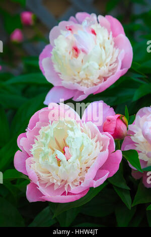 Pink peony with ruffled cream center, in the home garden. Stock Photo