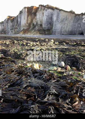 Cliffs and low tide during winter. Yport, Normandy, France Stock Photo