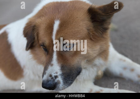 white and brown cute dog laying down resting on ground Stock Photo