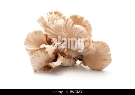 Oyster mushroom on a white background Stock Photo