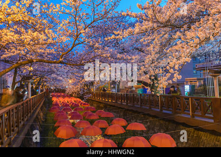 Spring Cherry blossom at Yeojwacheon Stream at night, Jinhae, South Korea Stock Photo