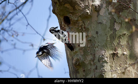 Great Spotted Woodpecker 'Dendrocopos major', Abergwili, Carmarthen Stock Photo