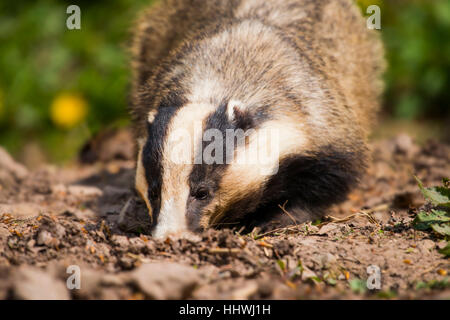 European badger (Meles meles) foraging in earth, captive, Hesse, Germany Stock Photo