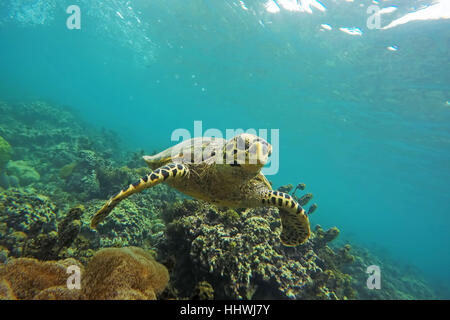 A Green turtle, Chelonia mydas, swims above a deep coral reef in Palau ...