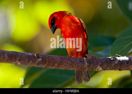 Madagascar fody (Foudia madagascariensis), red male perched on tree branch, La Digue Island, Seychelles Stock Photo