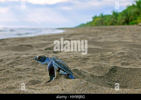 Pacific green turtle or green sea turtle (Chelonia mydas), juvenile on way to sea, Caribbean, Costa Rica Stock Photo