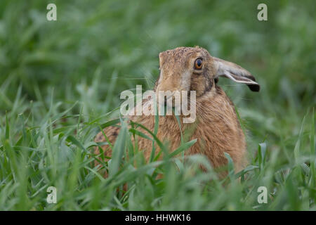 Brown hare (Lepus europaeus) feeding, Suffolk, England, United Kingdom Stock Photo
